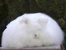fluffy-bunny